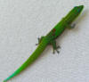 Gecko photographic fine art print