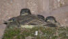 Nest of Phoebes photographic fine art print