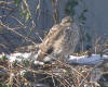Sharp Shinned Hawk Photographic Fine Art Print