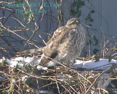 Sharp shinned hawk photographic fine art print